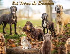 DES TERRES DE BEAULIEU