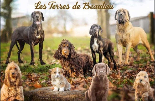DES TERRES DE BEAULIEU - Image 1