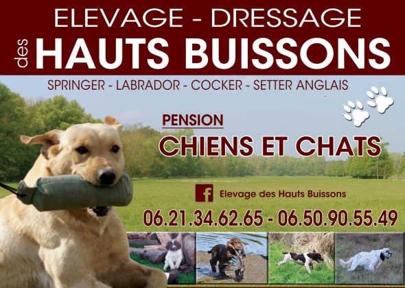 DES HAUTS BUISSONS - Image 1