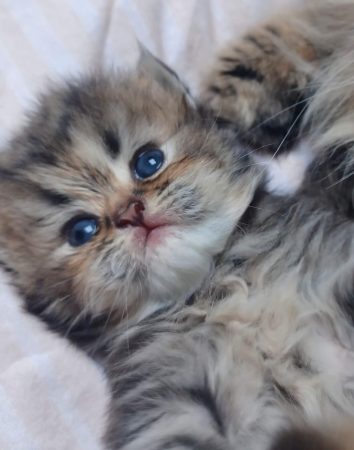 LA CHATTERIE PERSANE D&rsquo;OXANA - Image 2