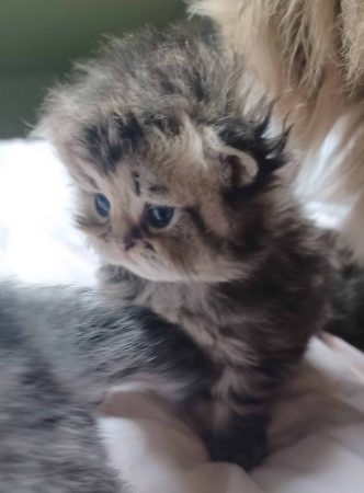LA CHATTERIE PERSANE D&rsquo;OXANA - Image 3