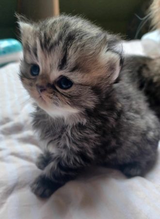 LA CHATTERIE PERSANE D&rsquo;OXANA - Image 4