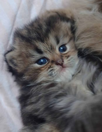 LA CHATTERIE PERSANE D&rsquo;OXANA - Image 5