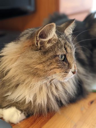 CHATTERIE DE FJORDLAND - Image 1