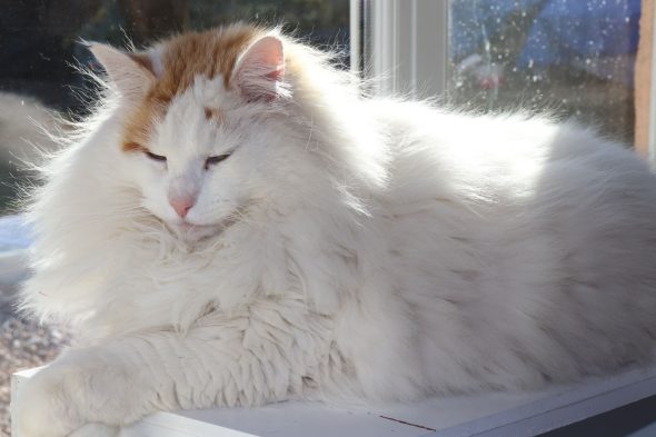 CHATTERIE DE FJORDLAND - Image 2