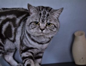 BEST CAT EVER