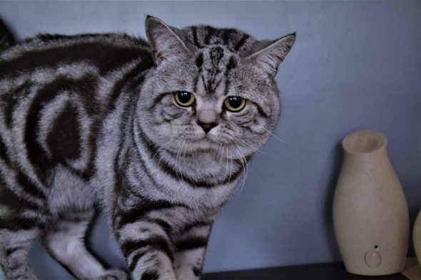 BEST CAT EVER - Image 2