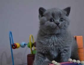 BEST CAT EVER