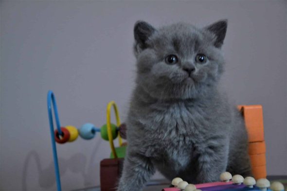 BEST CAT EVER - Image 1