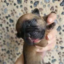 PASSION BABOU