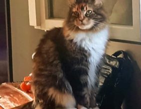 Chatterie de la Foret de Brot