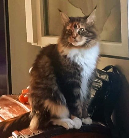 Chatterie de la Foret de Brot - Image 1