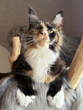 CHATTERIE D AYLORIA