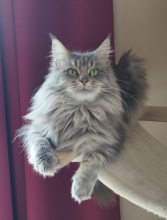 CHATTERIE DU CLOS D AVAIZE - Image 2