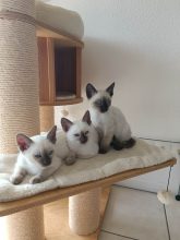 CHATTERIE DES THAÏS ENCHANTES