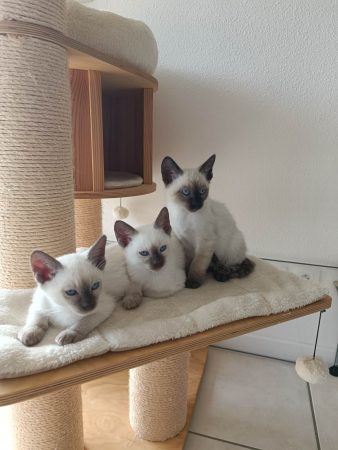 CHATTERIE DES THAÏS ENCHANTES - Image 2