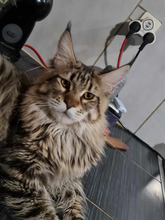 CHATTERIE DU DOMAINE DE LEXA - Image 1