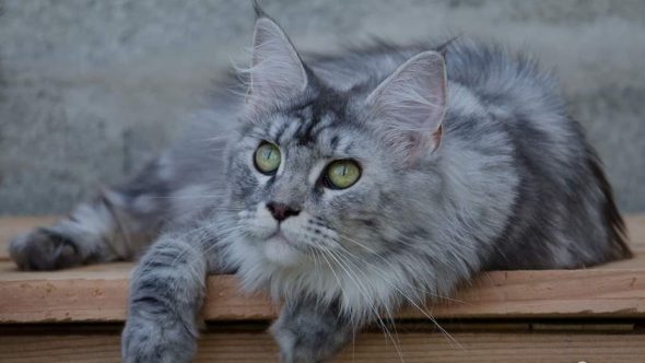 BERTAUD LAURA - Image 1