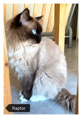 LES RAGDOLL DU STUDIO ENCHANTE - Image 3