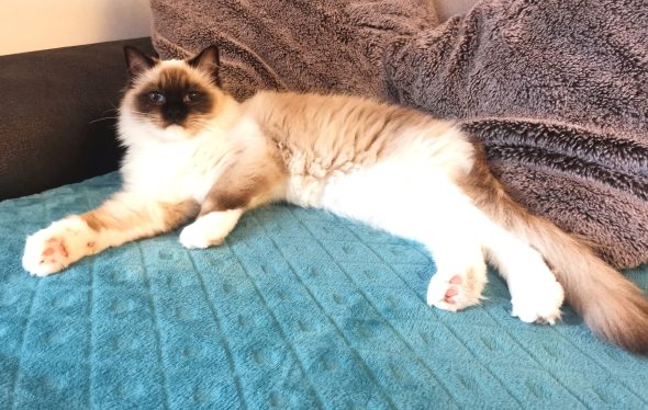 LES RAGDOLL DU STUDIO ENCHANTE - Image 4
