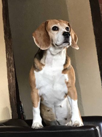 OF ATOMIC DOG - Image 8