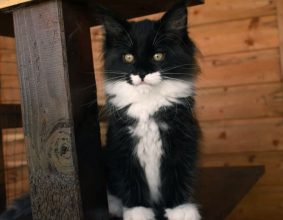 Chatterie de la Foret de Brot
