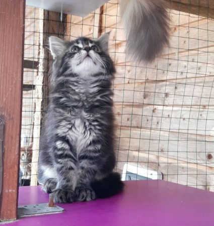 Chatterie de la Foret de Brot - Image 13