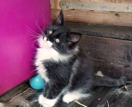 Chatterie de la Foret de Brot - Image 14