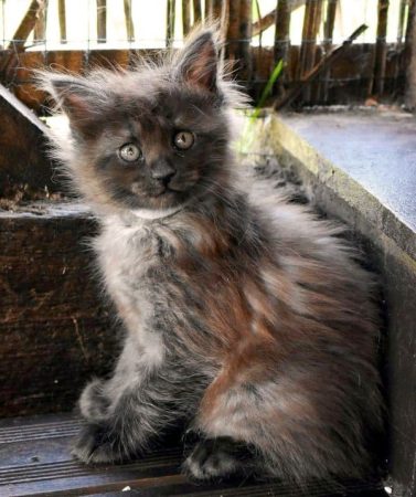 Chatterie de la Foret de Brot - Image 15