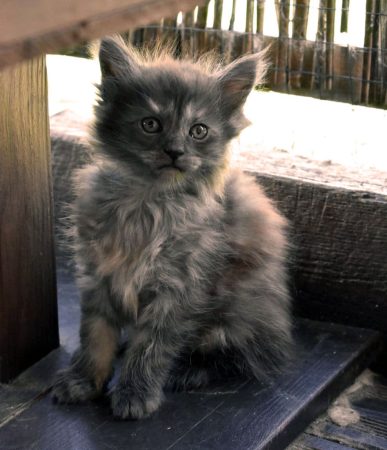 Chatterie de la Foret de Brot - Image 16