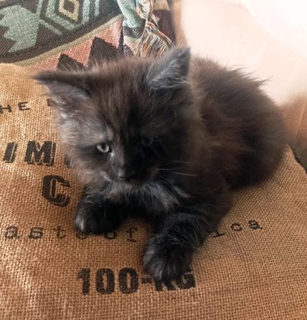 Chatterie de la Foret de Brot - Image 17