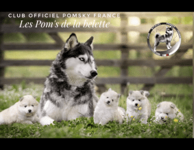 CHATTERIE DE LA BELETTE SACREE