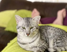 CHATTERIE DES FELINS ARGENTES