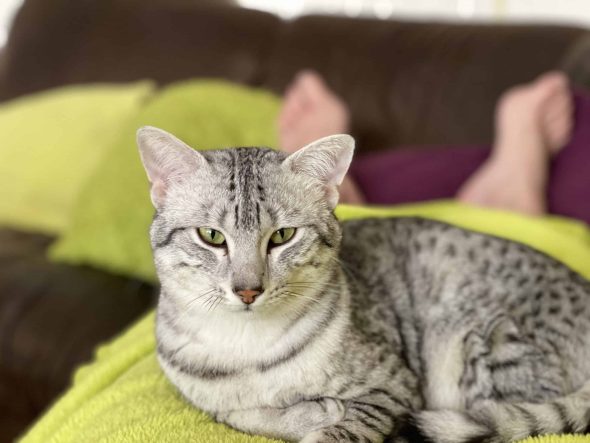 CHATTERIE DES FELINS ARGENTES - Image 1