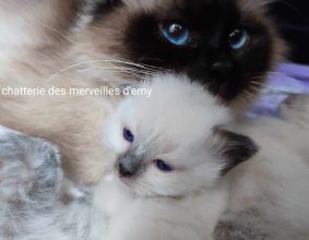 CHATTERIE DES MERVEILLES D EMY