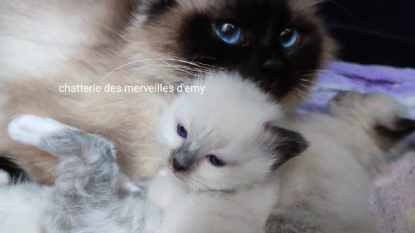 CHATTERIE DES MERVEILLES D EMY - Image 2