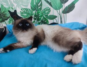 CHATTERIE DES MERVEILLES D EMY