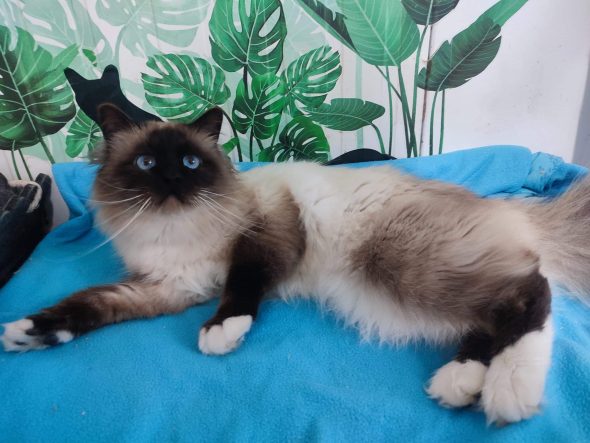 CHATTERIE DES MERVEILLES D EMY - Image 4