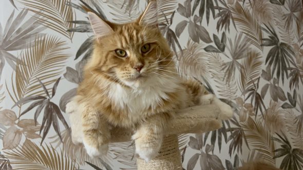 CHATTERIE DU MONT D ANGELYS - Image 5