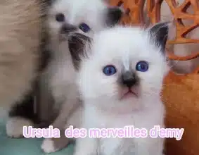 CHATTERIE DES MERVEILLES D EMY