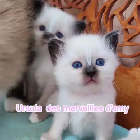 CHATTERIE DES MERVEILLES D EMY - Image 1