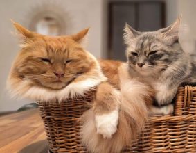 LES CHATS SIBERIENS DU VIEUX VINZELLES