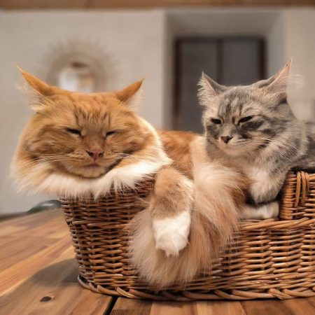 LES CHATS SIBERIENS DU VIEUX VINZELLES - Image 4