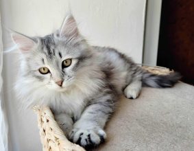 LES CHATS SIBERIENS DU VIEUX VINZELLES