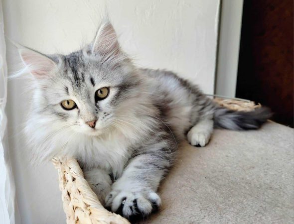LES CHATS SIBERIENS DU VIEUX VINZELLES - Image 5