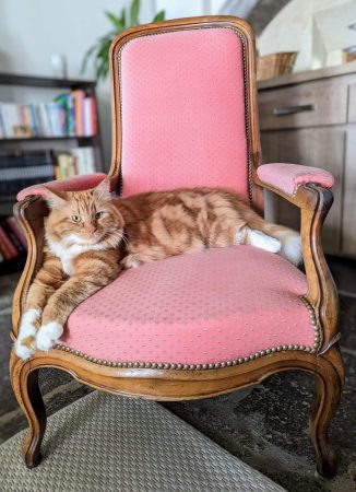 LES CHATS SIBERIENS DU VIEUX VINZELLES - Image 6