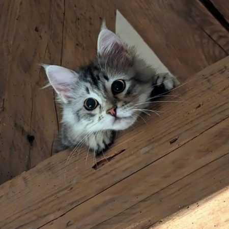 LES CHATS SIBERIENS DU VIEUX VINZELLES - Image 7