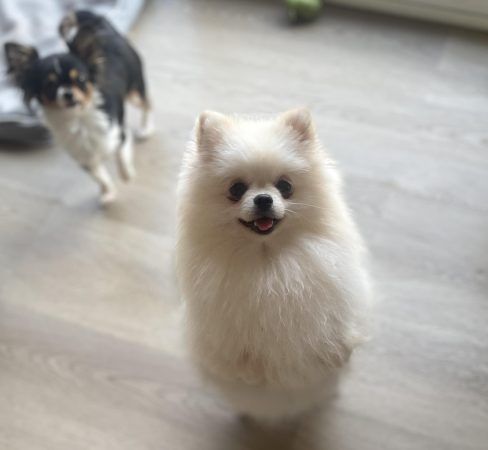 DU COCON DES PETITS HEROS - Image 1
