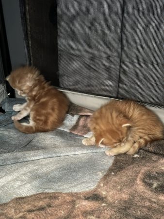 DES COONS AU BOIS - Image 7