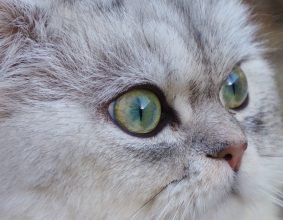 DU SPECTRE BLOFELD